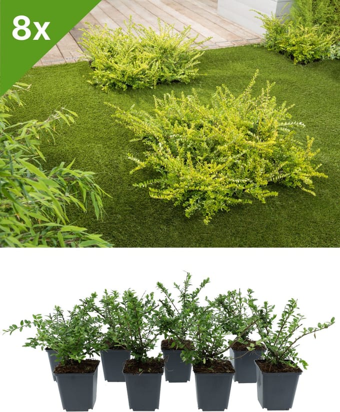 GARDENZO - Lonicera nitida (Chinese Kamperfoelie) set van 8 bodembedekkers voor 1 m2