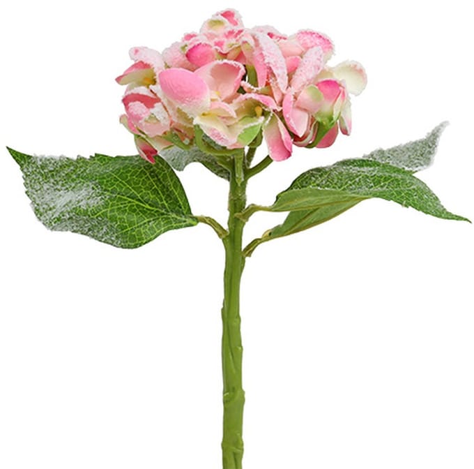 Hortensia roze met sneeuw 33cm 4 st