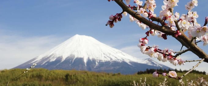 Fotobehang Flowers Mountain Snow Nature | PANORAMIC - 250cm x 104cm | 130g/m2 Vlies