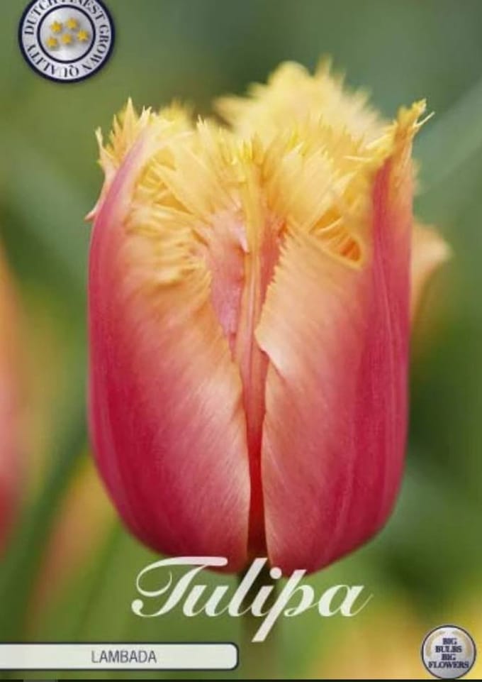 Dutch Finest Quality bloembollen - Tulpen Tulp Fringed Lambada x10 12/+s