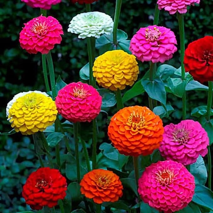 Zinnia zaden - Lilliput gemengd