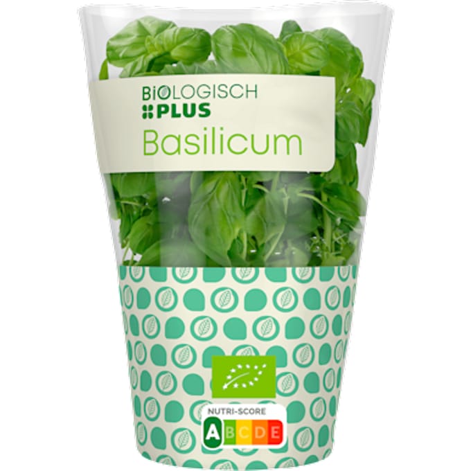 Basilicum