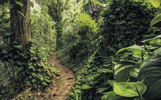 Fotobehang - Path of Dreams 400x250cm - Vliesbehang