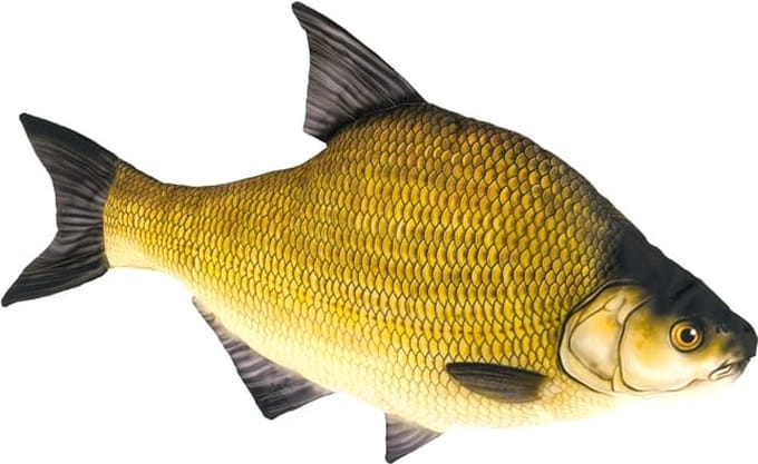 Gaby The Common Bream - M