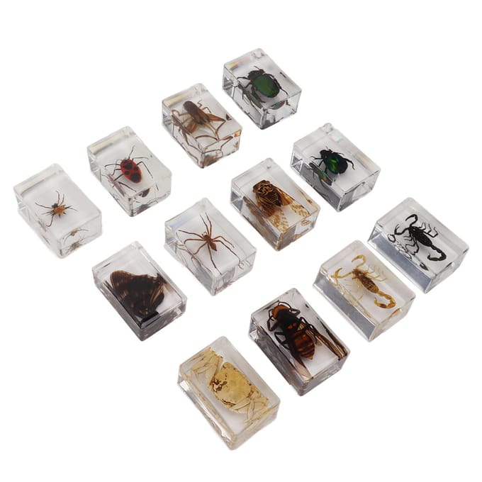 12 Stuks Echte Insecten Specimens Transparante Hars Wetenschappelijk Onderwijs Klaslokaal Insect Specimen Monster gray