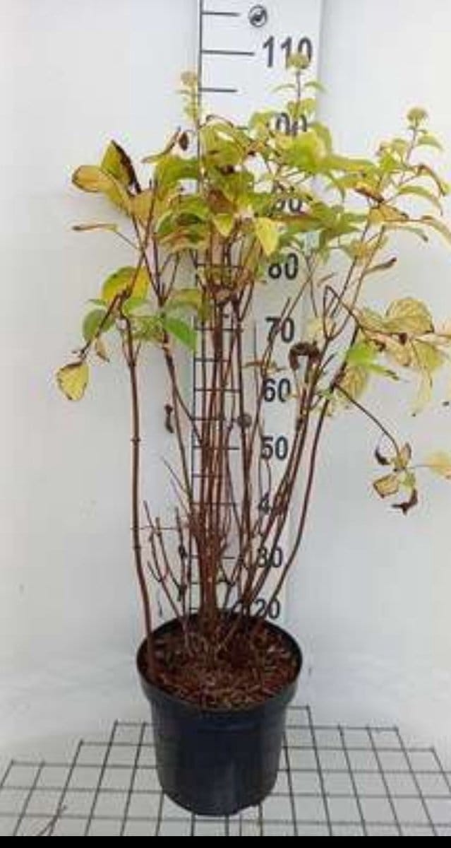 2 x Hydrangea arb. 'Candybelle Marshmallow'® - Sneeuwbal Hortensia 50- 60 cm in pot
