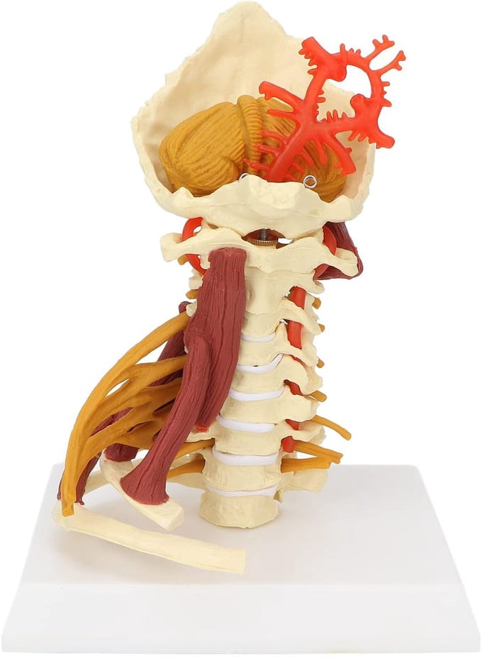 Dailygoods- Wervelmodel Cervicale Wervelkolom - Anatomisch Model