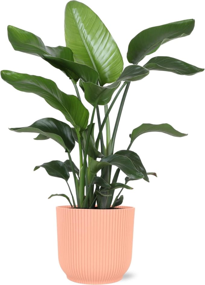 Green Harmony - Strelitzia Nicolai - Ø21cm - 80cm in Vibes ROZE pot