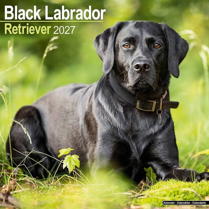 Labrador Retriever Zwart Kalender 2027