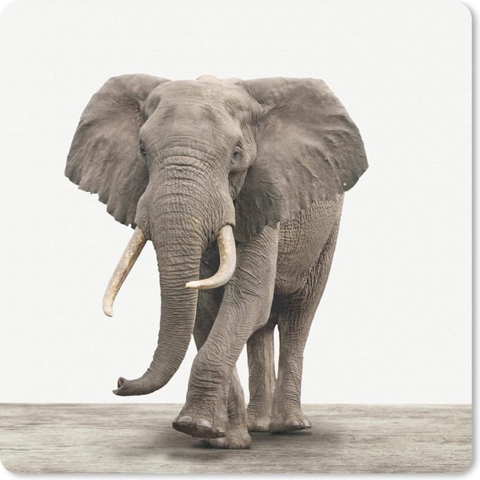 Muismat 20x20 cm - Mousepad Dieren - Olifant - Grijs - Muismatten