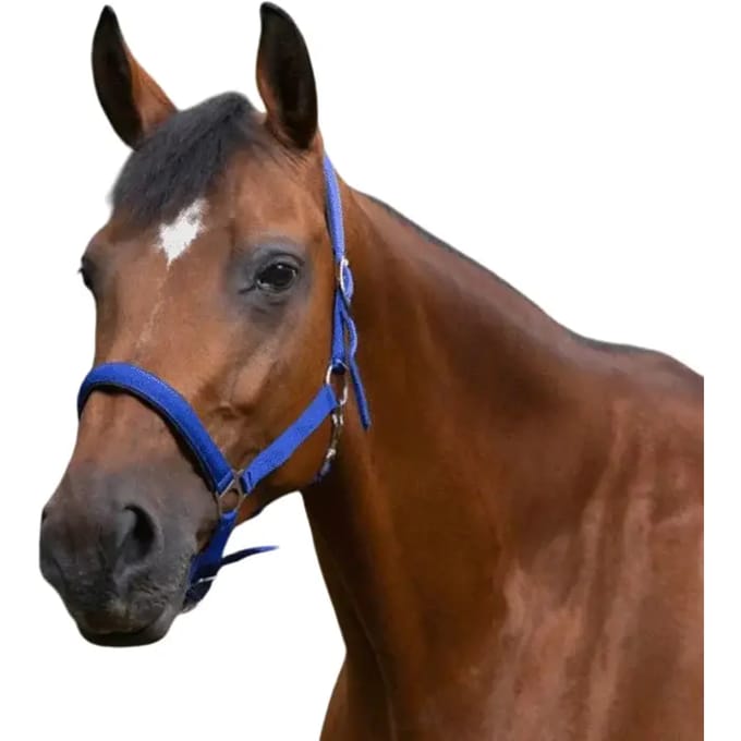 Halster voor paarden Norton Doublé néoprène