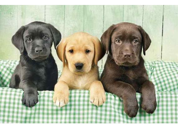 Clementoni - Puzzel - 1000 Stukjes - Drie Labradors - Puzzel Voor Volwassenen - High Quality Collection
