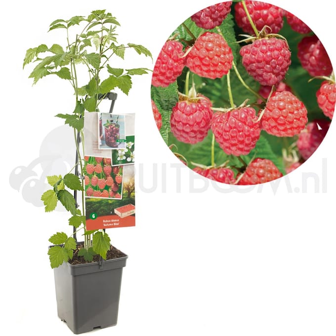 Framboos Rubus Autumn Bliss - Herfstframboos 18cm