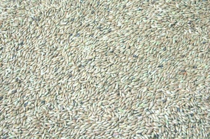 Wielink Platzaad/Witzaad 20 kg