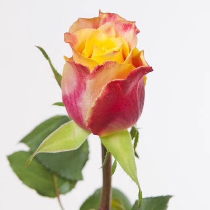 20x Rosa tamara 50cm