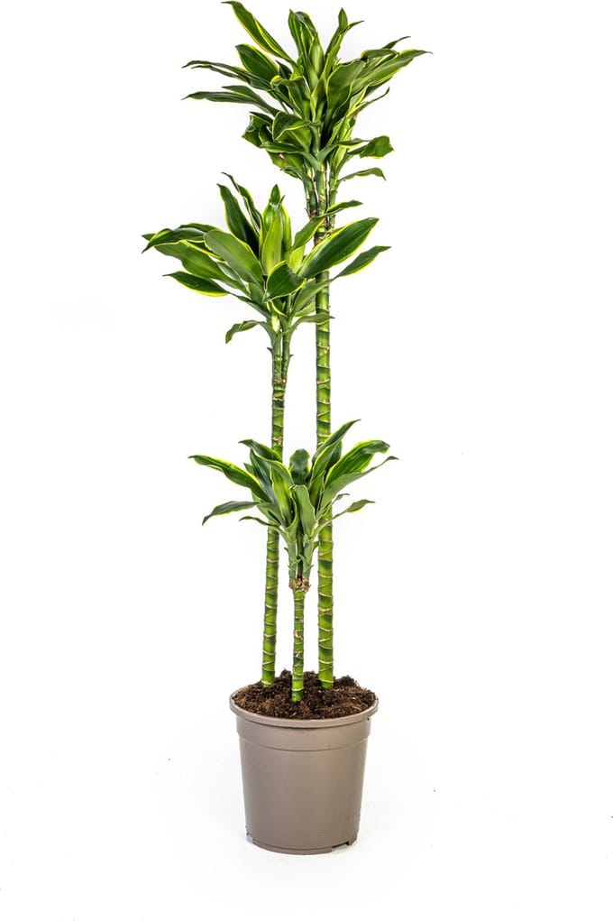 Green Harmony | Dracaena Fragrans Golden Coast Ø24cm - 140cm