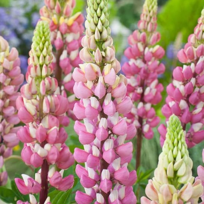 6 x Lupinus 'The Chatelaine' - Lupine Pot 9x9 cm - Roze Bloeiende Vaste Plant
