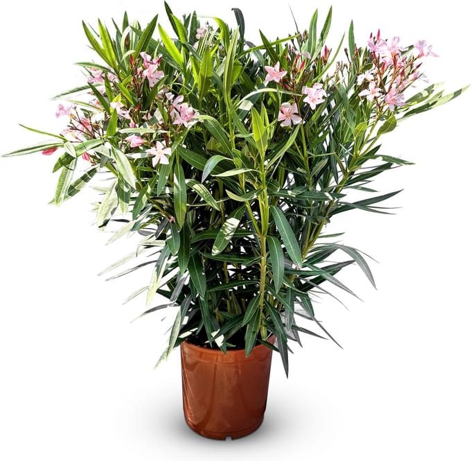 Sunny Tree - Plant - Oleander- Nerium Oleander - Hoogte 100-120 cm - Kleur Roze - Buitenplant