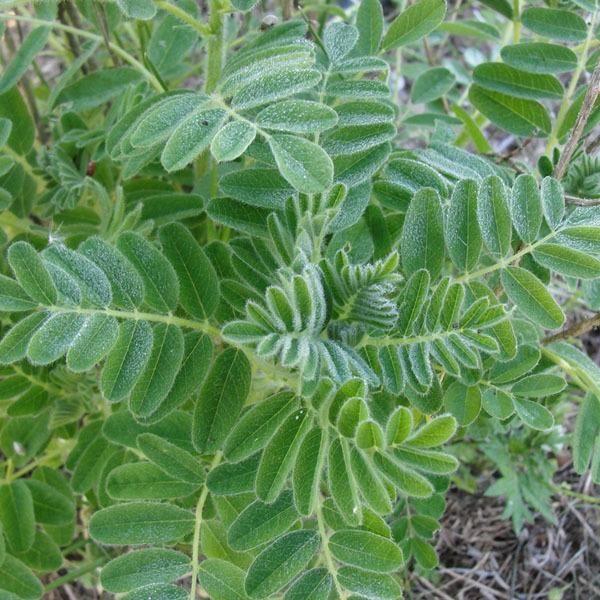 Compléments alimentaires Capsules de Astragale (Astragalus membranaceus), 100 x 600 mg