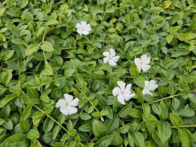 Bodembedekker Planten - Wintergroene Vulling - Tuin Aankleden - Bloeiend en Groen - 48 Stuks - Wit