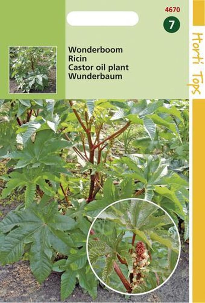 Hortitops Zaden - Ricinus Zanzibariensis Gemengd
