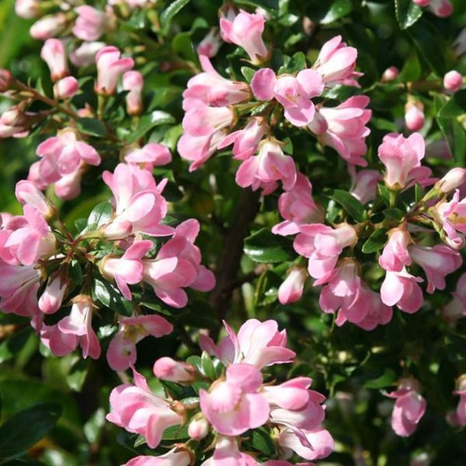 Escallonia 'Apple Blossom' - Escallonia 40-50cm in pot