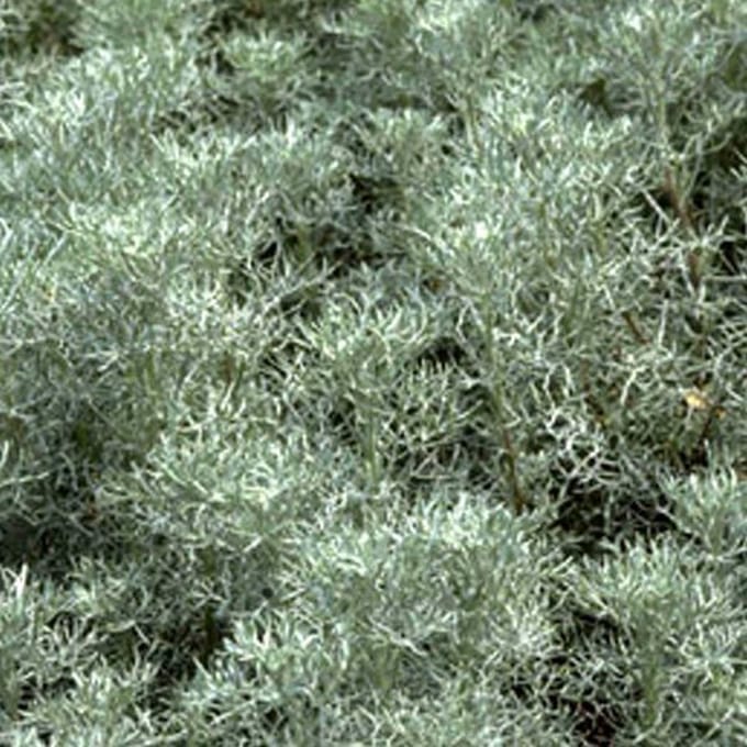 6 x Artemisia alba 'Canescens' - Bijvoet pot 9x9 cm