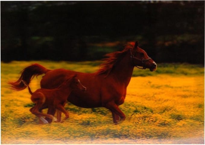 S.Y.W Poster - Paarden - Multicolor