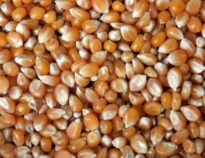 Wielink Extra kleine mais 25KG