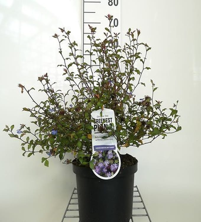 6x Hoornbloem - Ceratostigma willmottianum | 9x9 cm pot