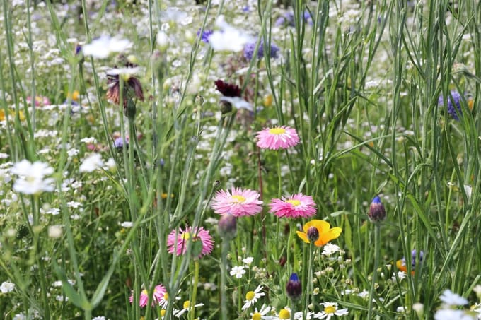 Summer Flower - Veldbloemenmengsel eenjarig - 100gr. - Advanta