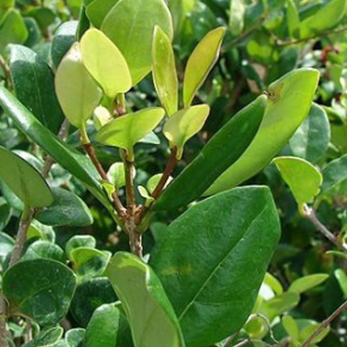 Liguster - Ligustrum japonicus 'Texanum' - 60-80 cm