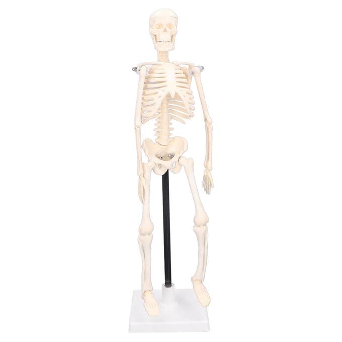 Menselijk Skelet Model 42cm Afneembaar Flexibel Lichtgewicht PVC Mini Onderwijs Skelet Model white