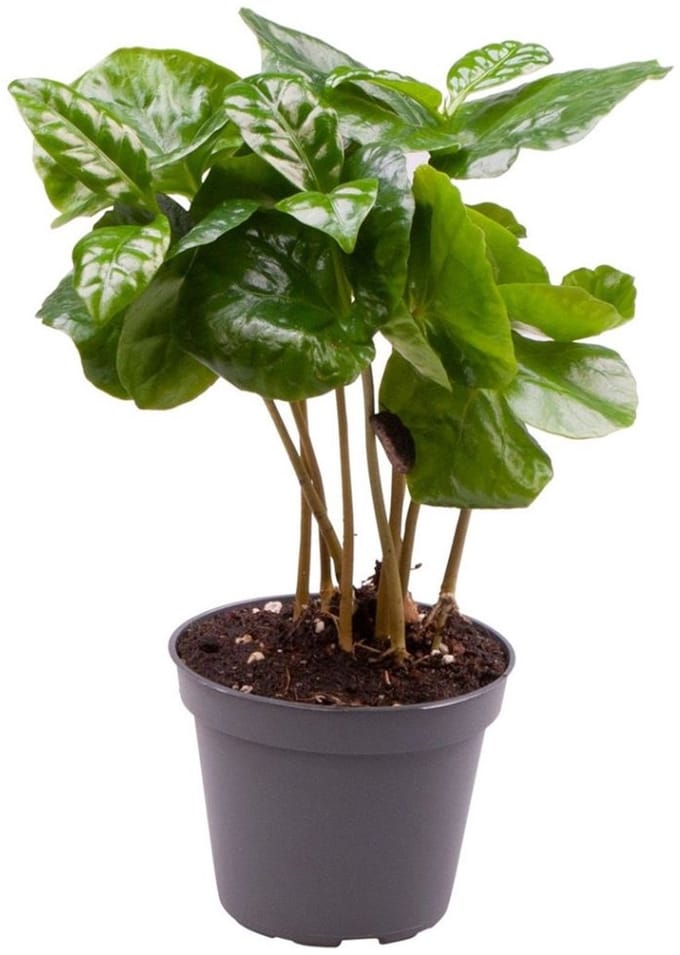 JUNAVERA Coffea Arabica | In 12 cm Pot