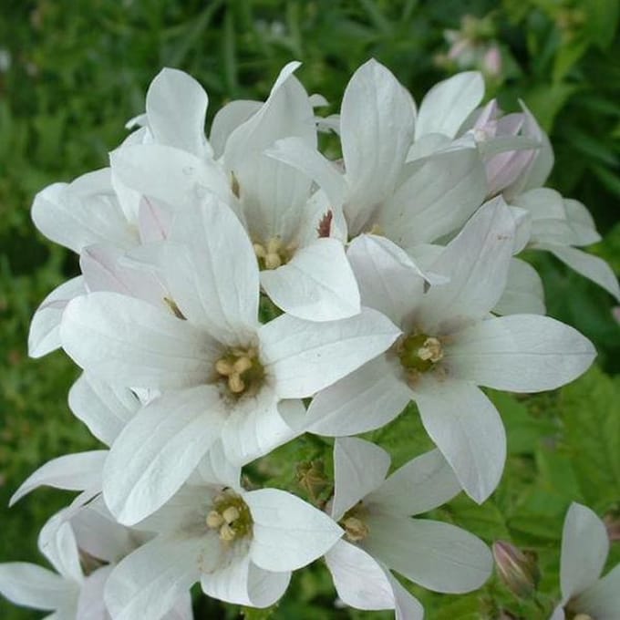 6 x Campanula Lact. 'Alba' - Celtisbladklokje pot 9x9cm