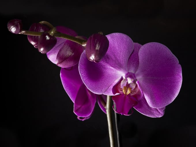 Fotobehang - elegant  orchis.