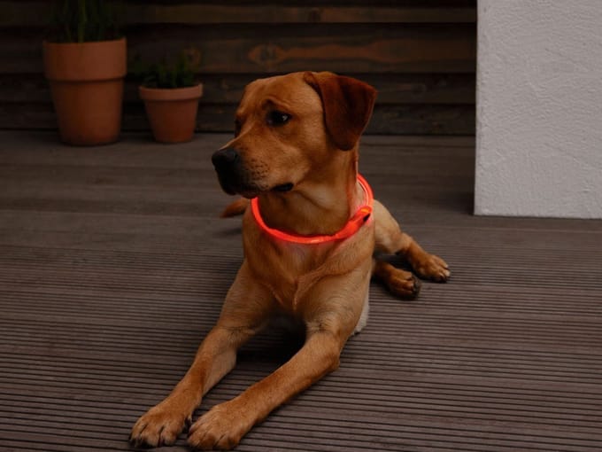 Led honden lichtband - Usb accu - 20-65 CM - Lichtgevende Halsband