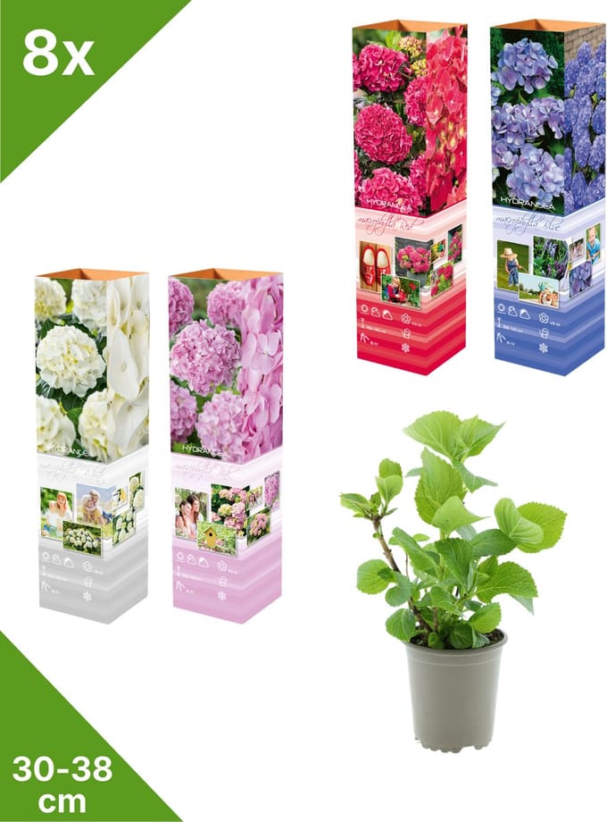 GARDENZO - 8x Hydrangea macrophylla Mix (Hortensia) - Blauw, Wit, Roze, Rood - in P9 Pot