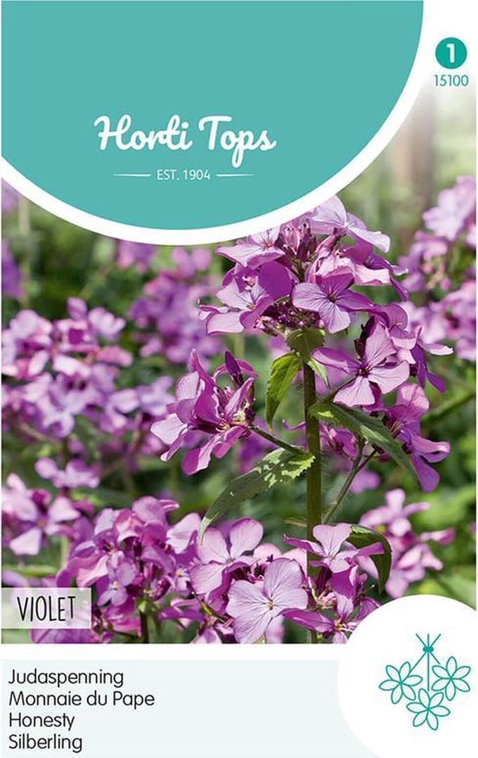 Judaspenning Bloemzaad - Lunaria Annua - Violet