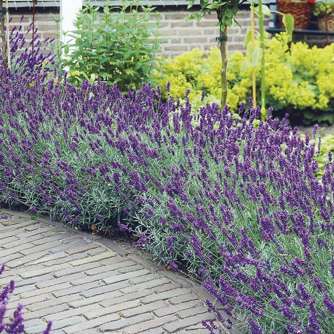 Lavandula a. Hidcote - Set van 12 - Lavendel - Pot P9 - Paarse Bloem