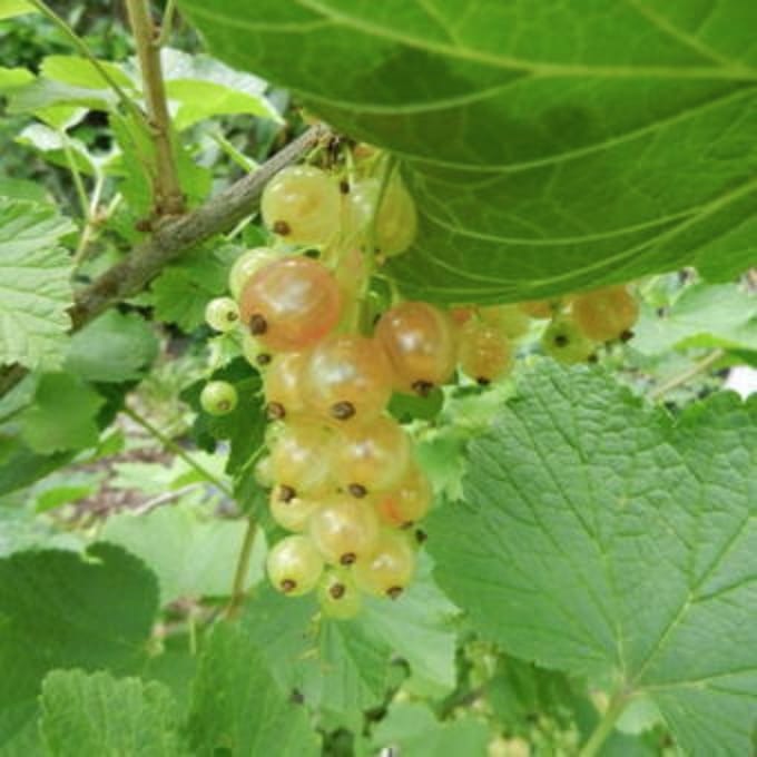 Ribes rubrum wit/blanc - Witte bes struik in pot