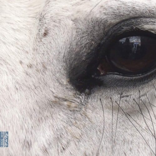 Openings Of The Eye - Various
