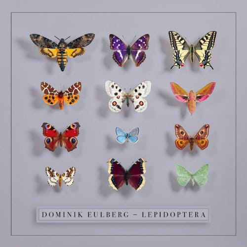 Lepidoptera - Dominik Eulberg