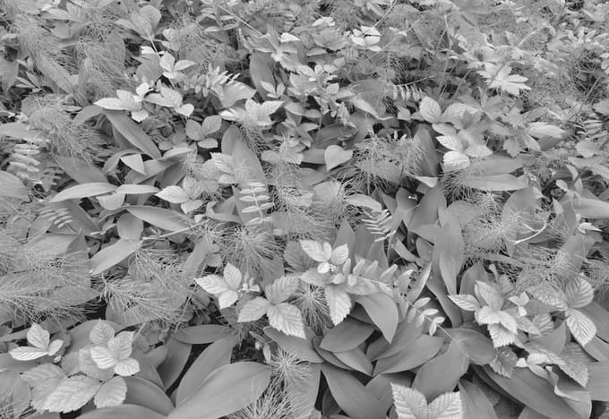 Fotobehang Forest Floor