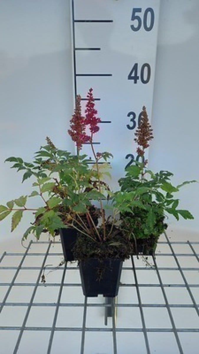 6x Prachtspirea - Astilbe (a) 'Etna' | 9x9 cm pot