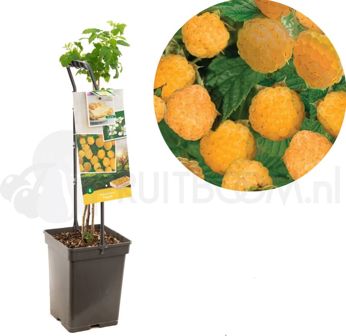 Framboos Rubus Fallgold - Gele herfstframboos 18cm