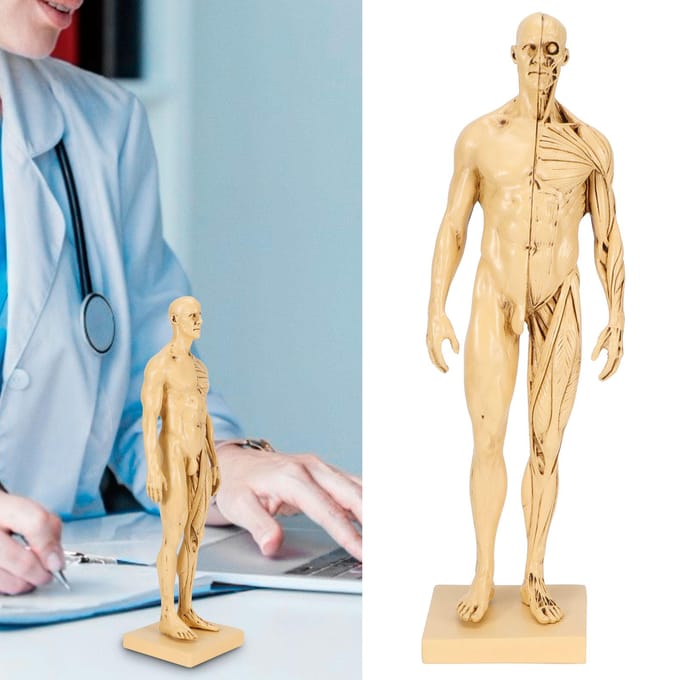 Mannequin Hars Menselijk Spiermodel Schetsen Onderwijs Tekenen Mannelijk Lichaam Anatomiemodel beige
