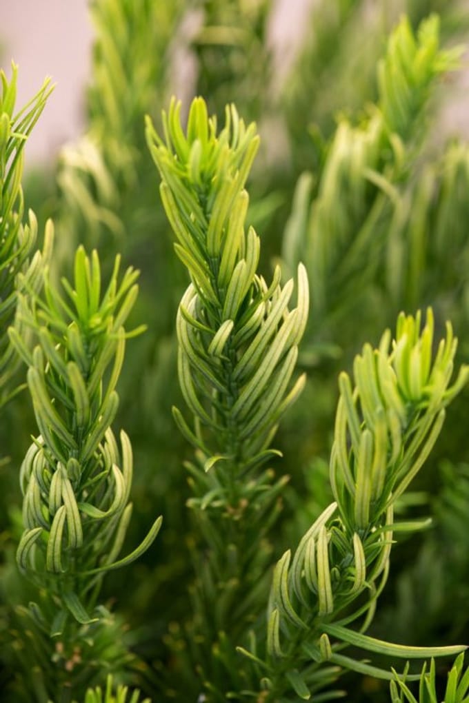 Arbustes de haie - Un ensemble 1 - Cephalotaxus harringtonii 'Duke Gardens' - (3L) 30-40 cm