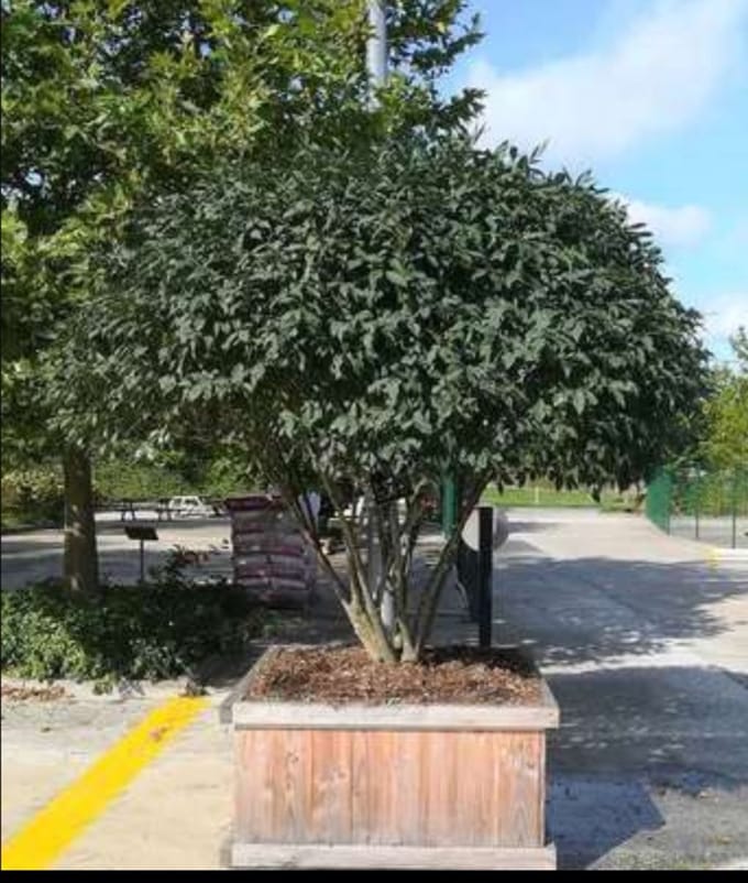 Euonymus alatus - Kardinaalshoed, Kardinaalsmuts 50- 60 cm in pot