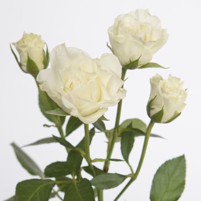 10x Rosa viviane! 50cm